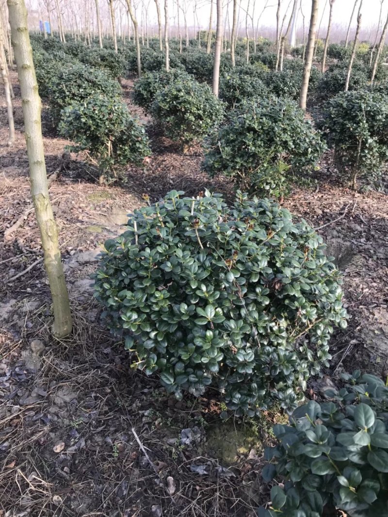 无刺枸骨球大小均有冠幅一米球75苗圃大量供应
