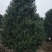 无刺枸骨球大小均有冠幅一米球75苗圃大量供应