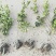 无刺枸骨球大小均有冠幅一米球75苗圃大量供应