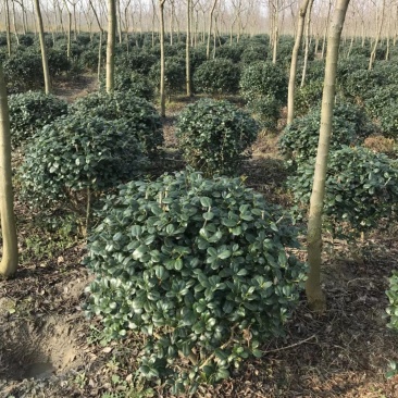 无刺枸骨球大小均有冠幅一米球75苗圃大量供应