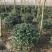 无刺枸骨球大小均有冠幅一米球75苗圃大量供应