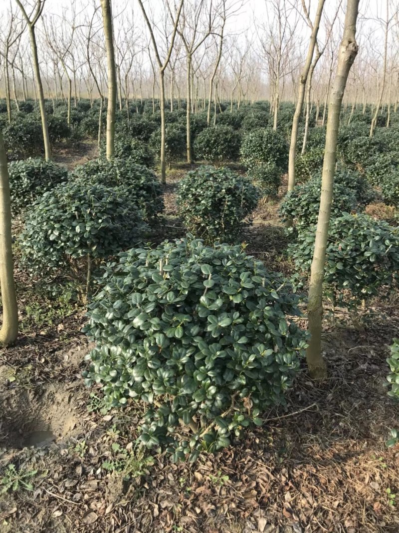 无刺枸骨球大小均有冠幅一米球75苗圃大量供应