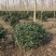 无刺枸骨球大小均有冠幅一米球75苗圃大量供应