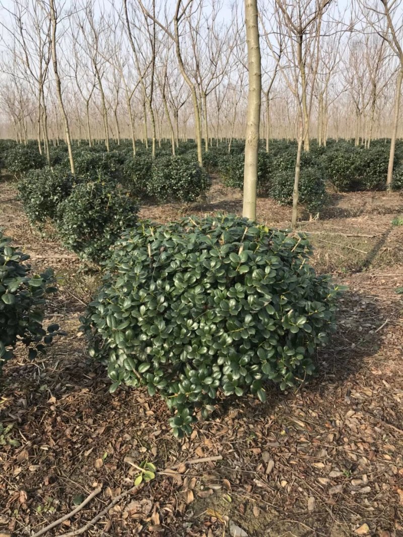 无刺枸骨球大小均有冠幅一米球75苗圃大量供应