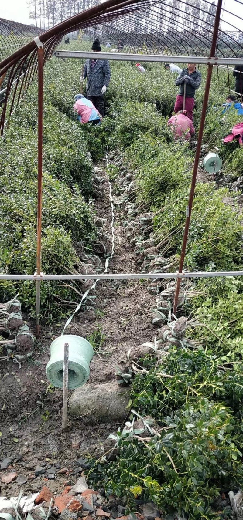 无刺枸骨球大小均有冠幅一米球75苗圃大量供应