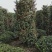 无刺枸骨球大小均有冠幅一米球75苗圃大量供应