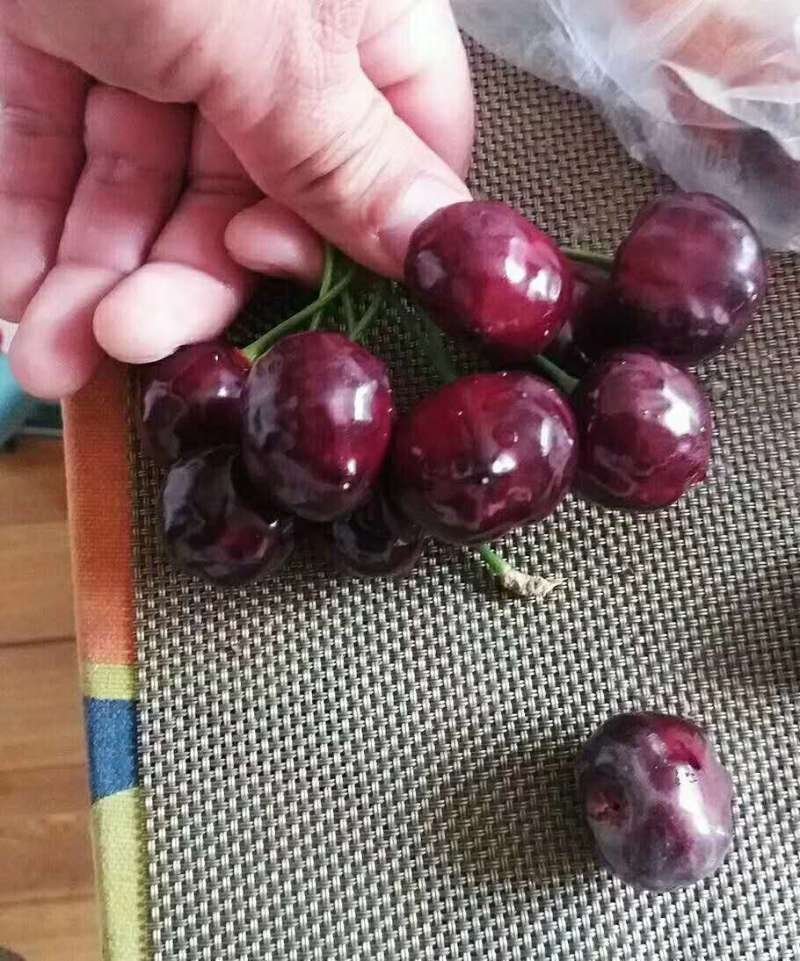 吉塞拉矮化樱桃苗适合南北方种植的俄罗斯八号樱桃苗