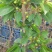 吉塞拉矮化樱桃苗适合南北方种植的俄罗斯八号樱桃苗