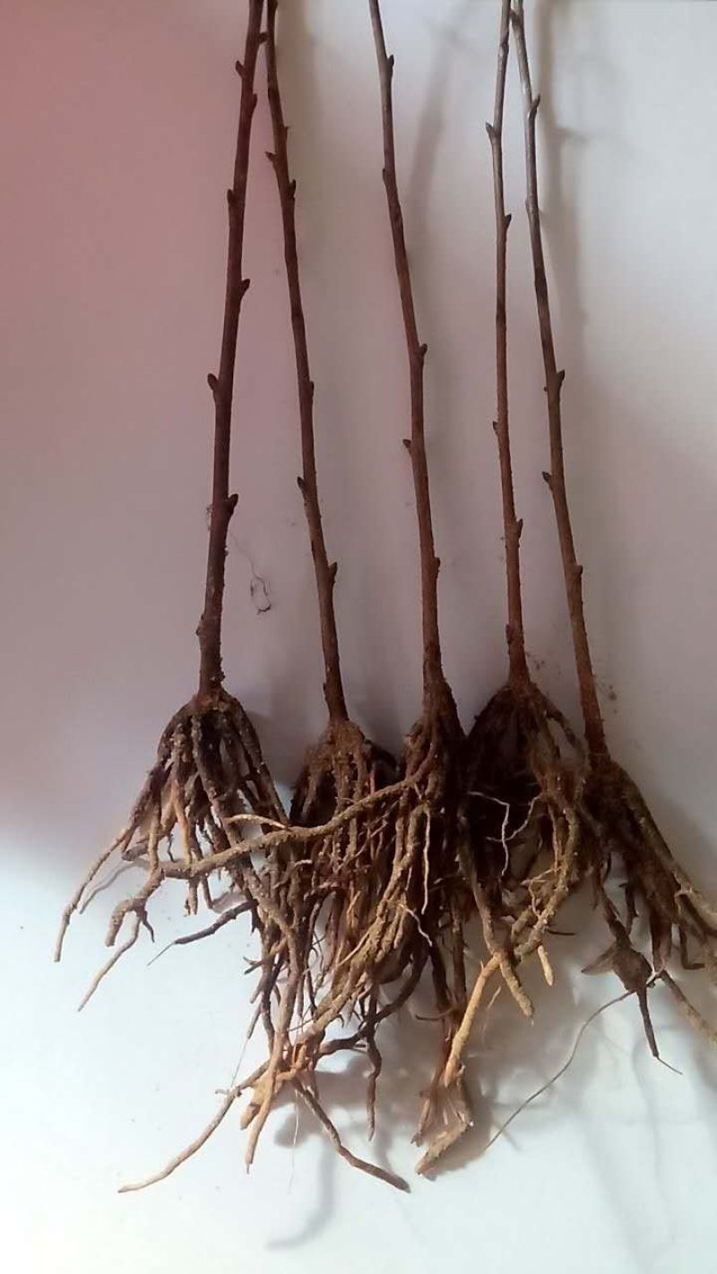 吉塞拉矮化樱桃苗适合南北方种植的俄罗斯八号樱桃苗