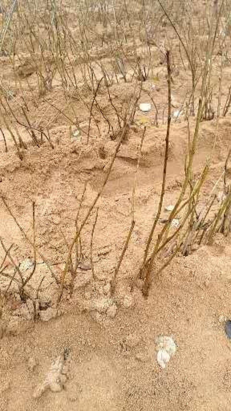 吉塞拉矮化樱桃苗适合南北方种植的俄罗斯八号樱桃苗