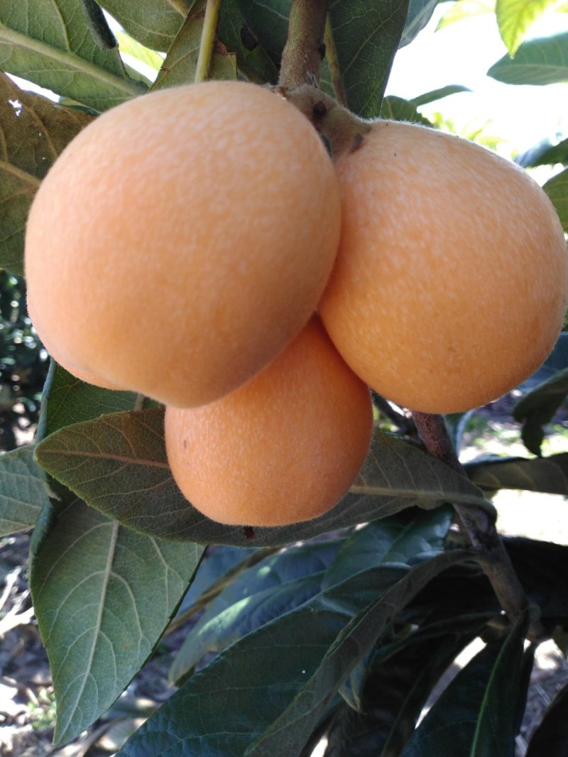 水果蒙自枇杷解放钟枇杷大果