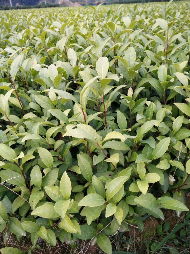 茶树苗