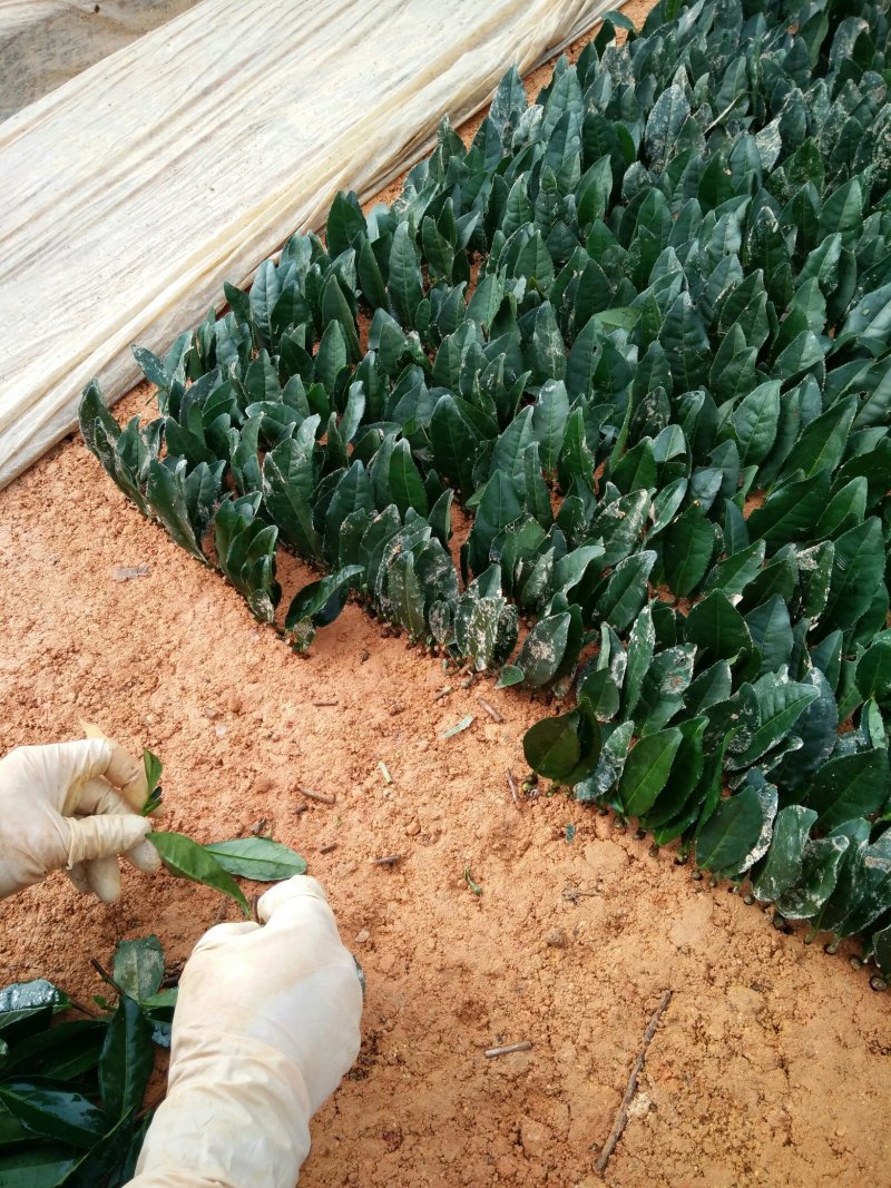 茶树苗