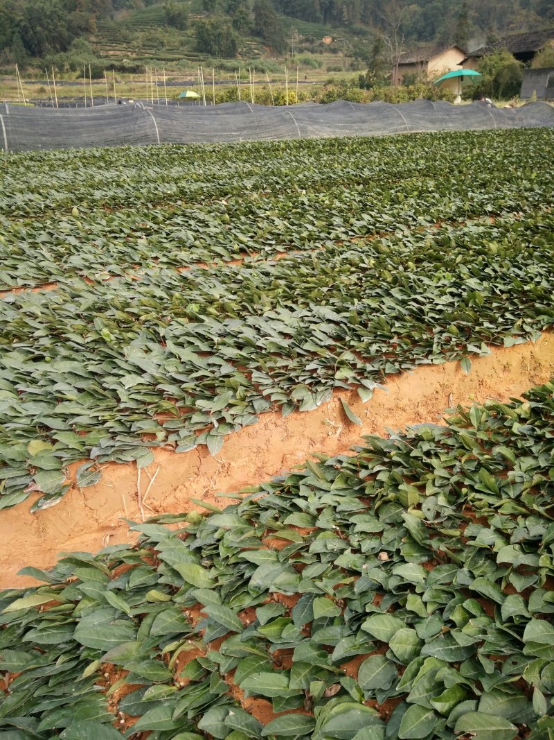 茶树苗