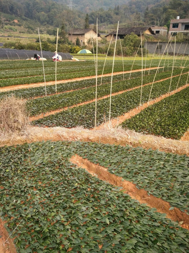 茶树苗