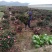 茶梅球大小规格均有货冠幅一米装车价280