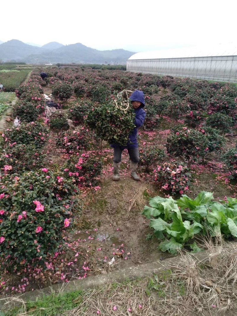 茶梅球大小规格均有货冠幅一米装车价280