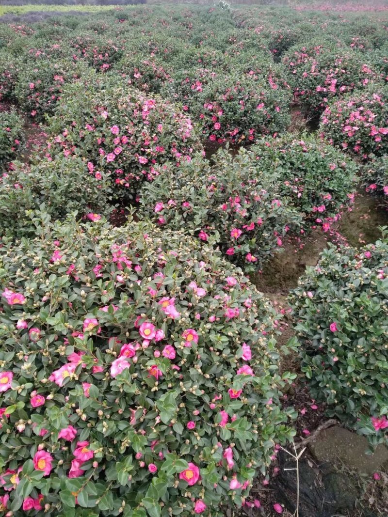 茶梅球大小规格均有货冠幅一米装车价280
