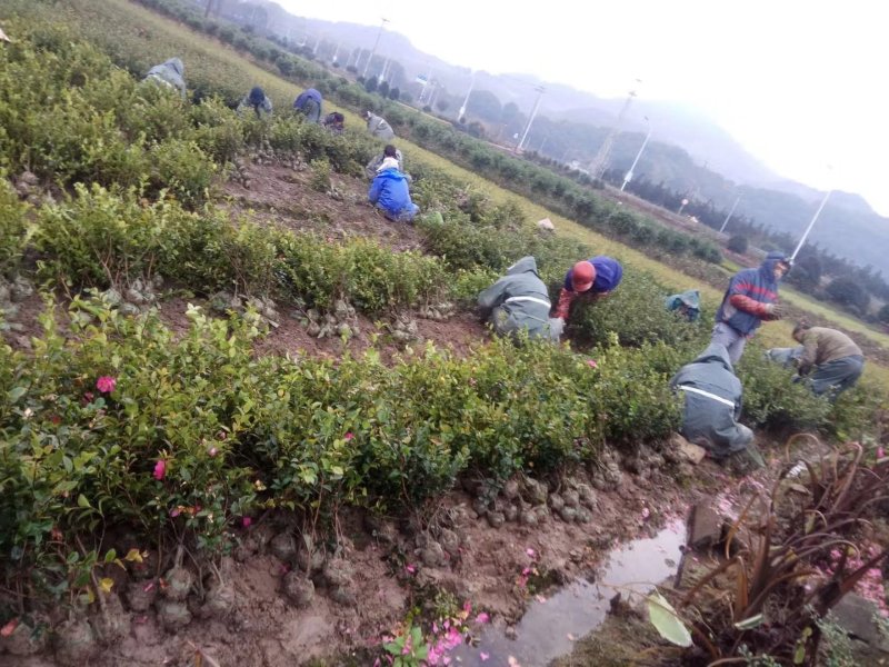 茶梅球大小规格均有货冠幅一米装车价280