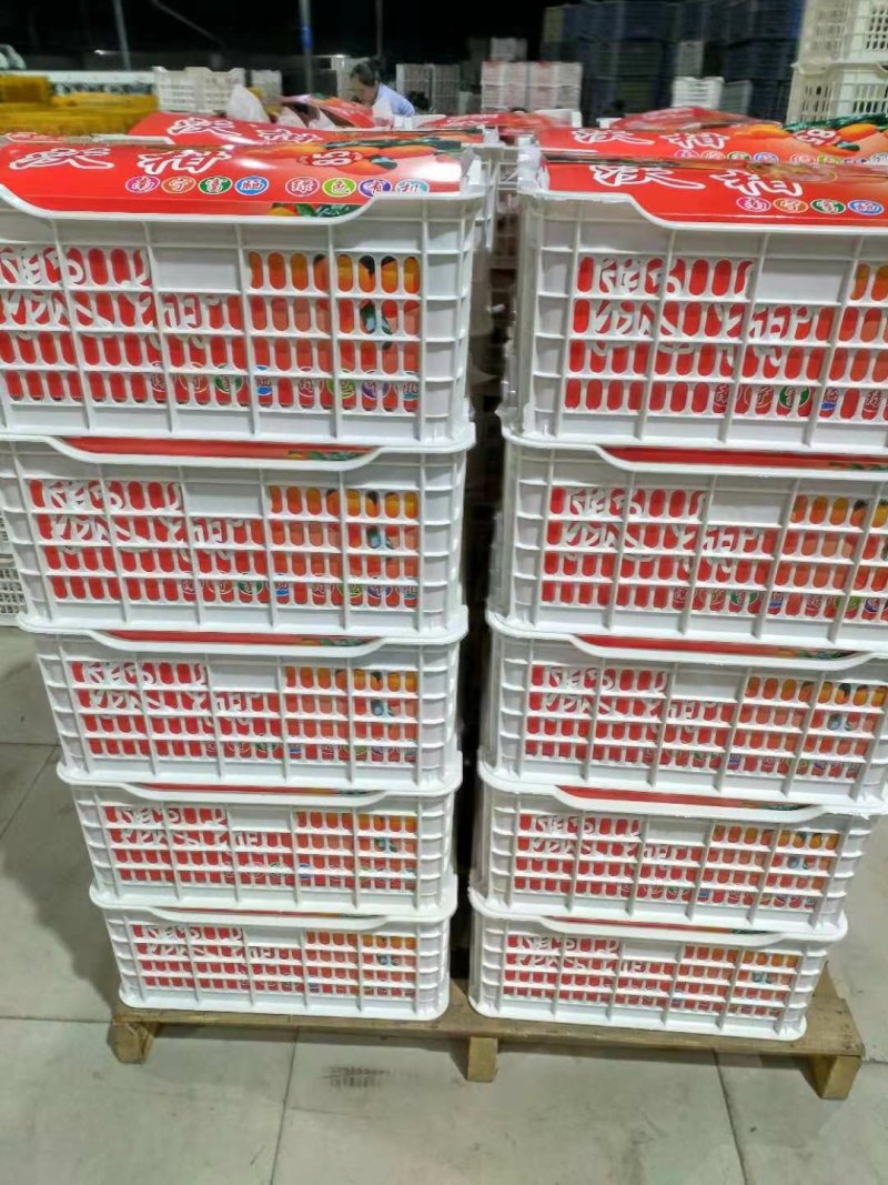 武鸣沃柑2021年2月大量上市，欢迎各地果商前来定购。