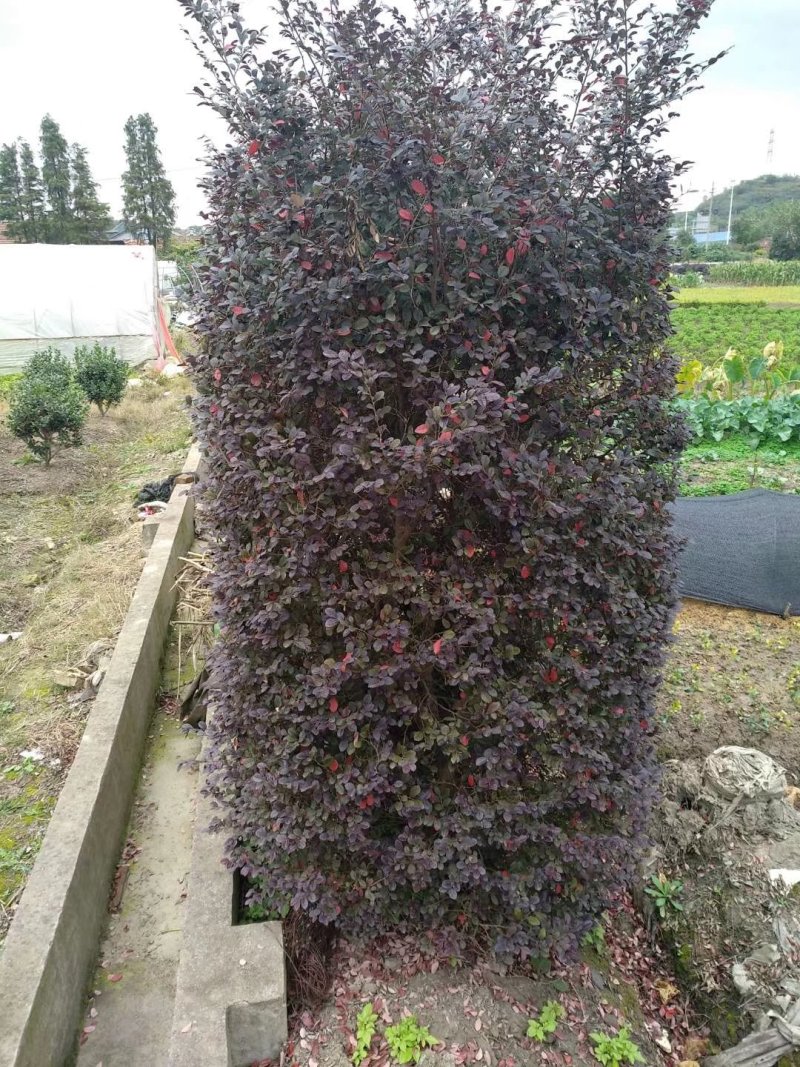红花继木柱520.一棵红花继木球各种规格均有