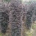 红花继木柱520.一棵红花继木球各种规格均有