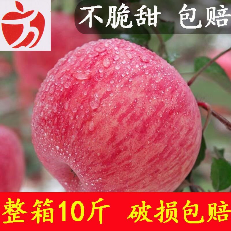 礼泉红富士苹果脆甜可口精品发货全国商超对接