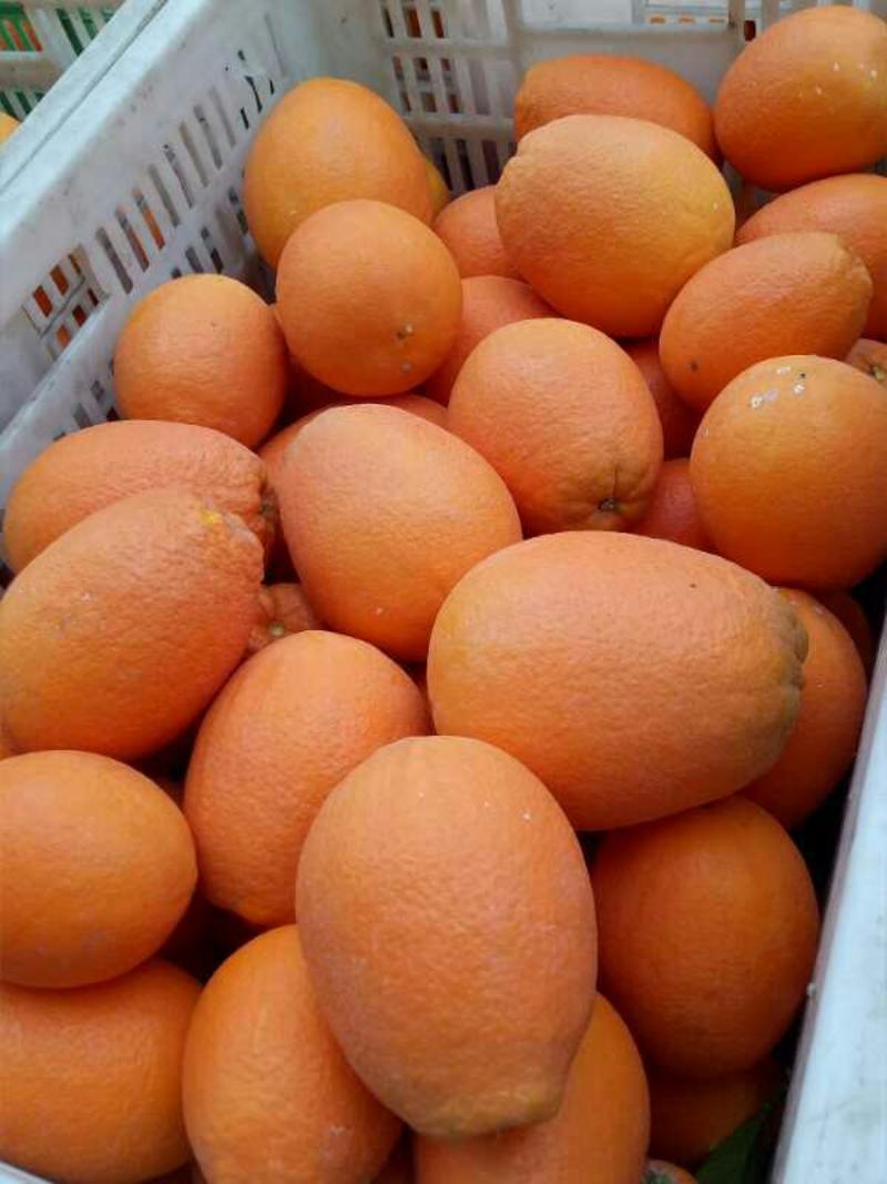 优质长虹脐橙，个大皮薄，口感純甜，采摘新鲜果