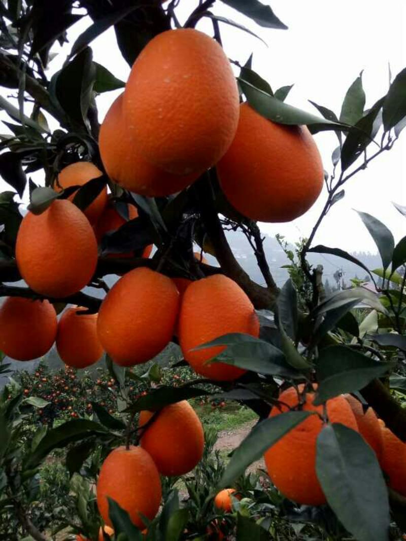 优质长虹脐橙，个大皮薄，口感純甜，采摘新鲜果