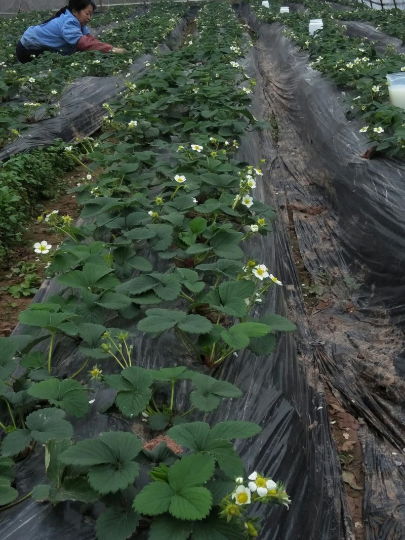 草莓盆栽带花带果红颜玫瑰香白雪公主法兰帝