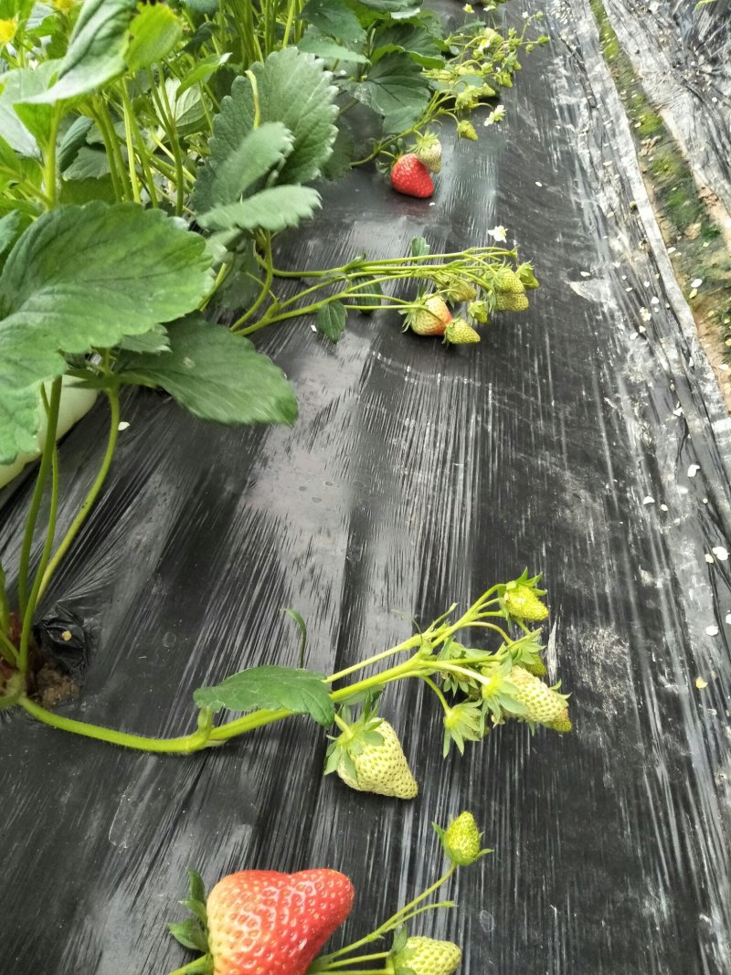 草莓盆栽盆景苗带花果带土球红颜章姬幸香甘露朔丽