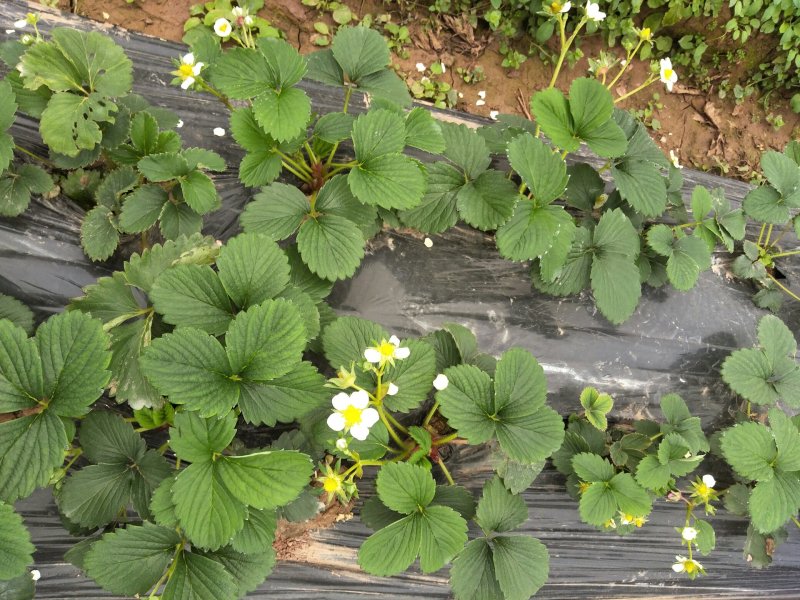 草莓盆栽盆景苗带花果带土球红颜章姬幸香甘露朔丽