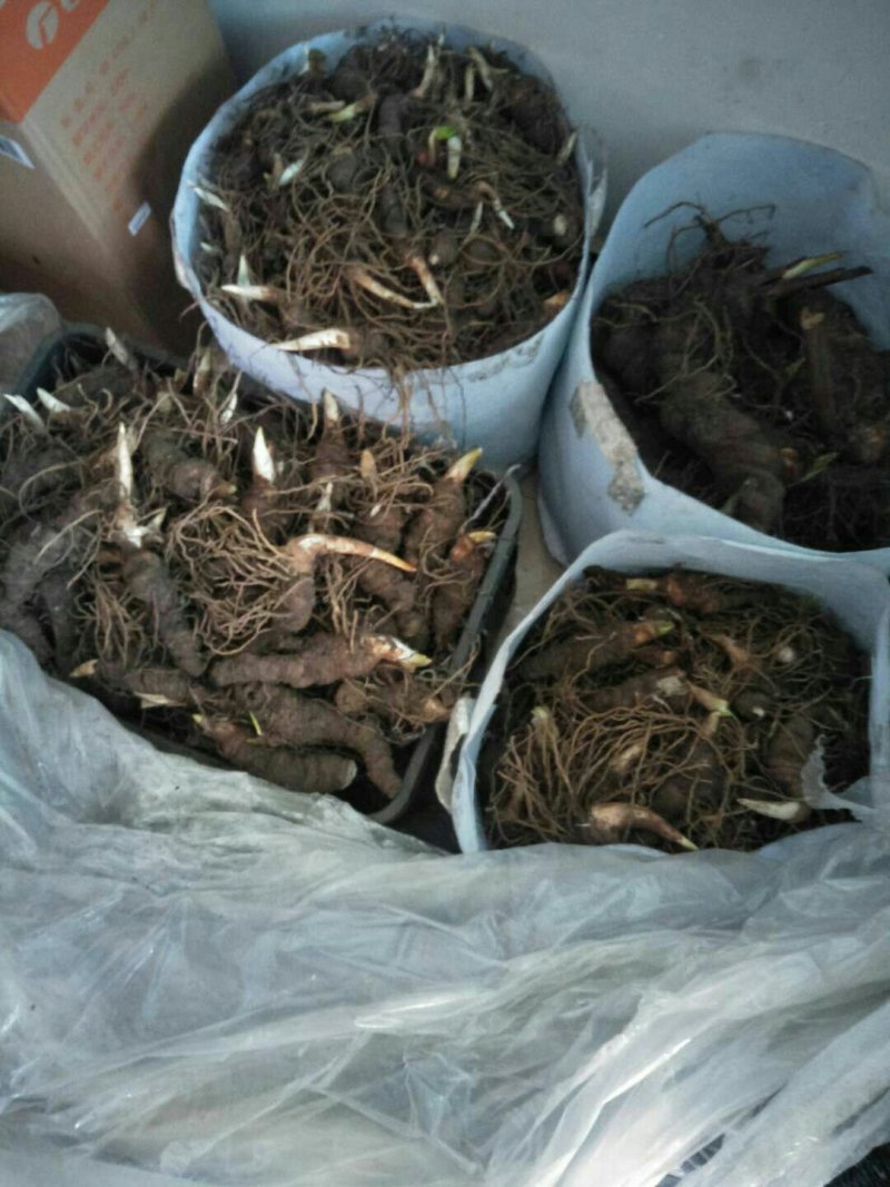 重楼，重楼块茎有大有小，重楼鲜货有需要的联系我