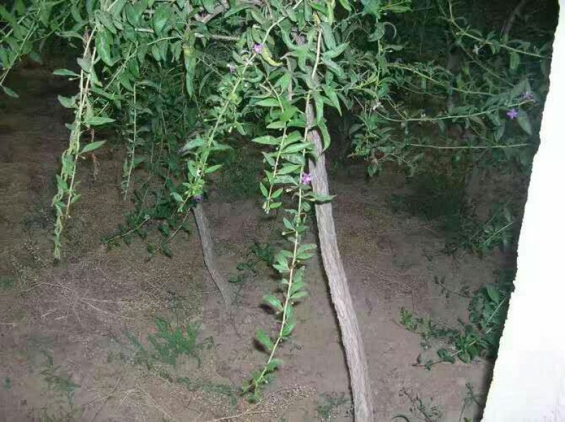 优质枸杞树树形苗子大量供应