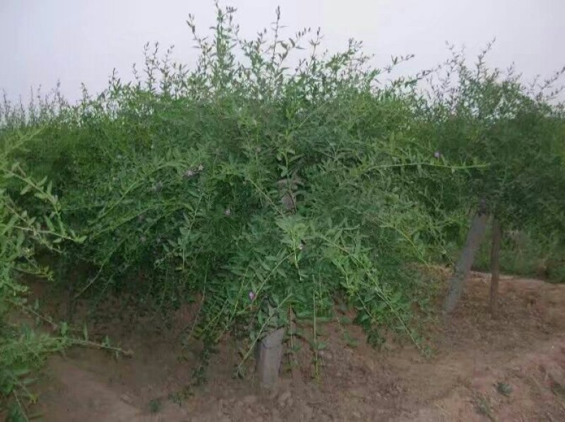 优质枸杞树树形苗子大量供应