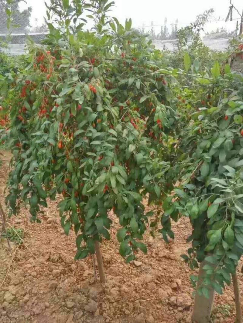 优质枸杞树树形苗子大量供应