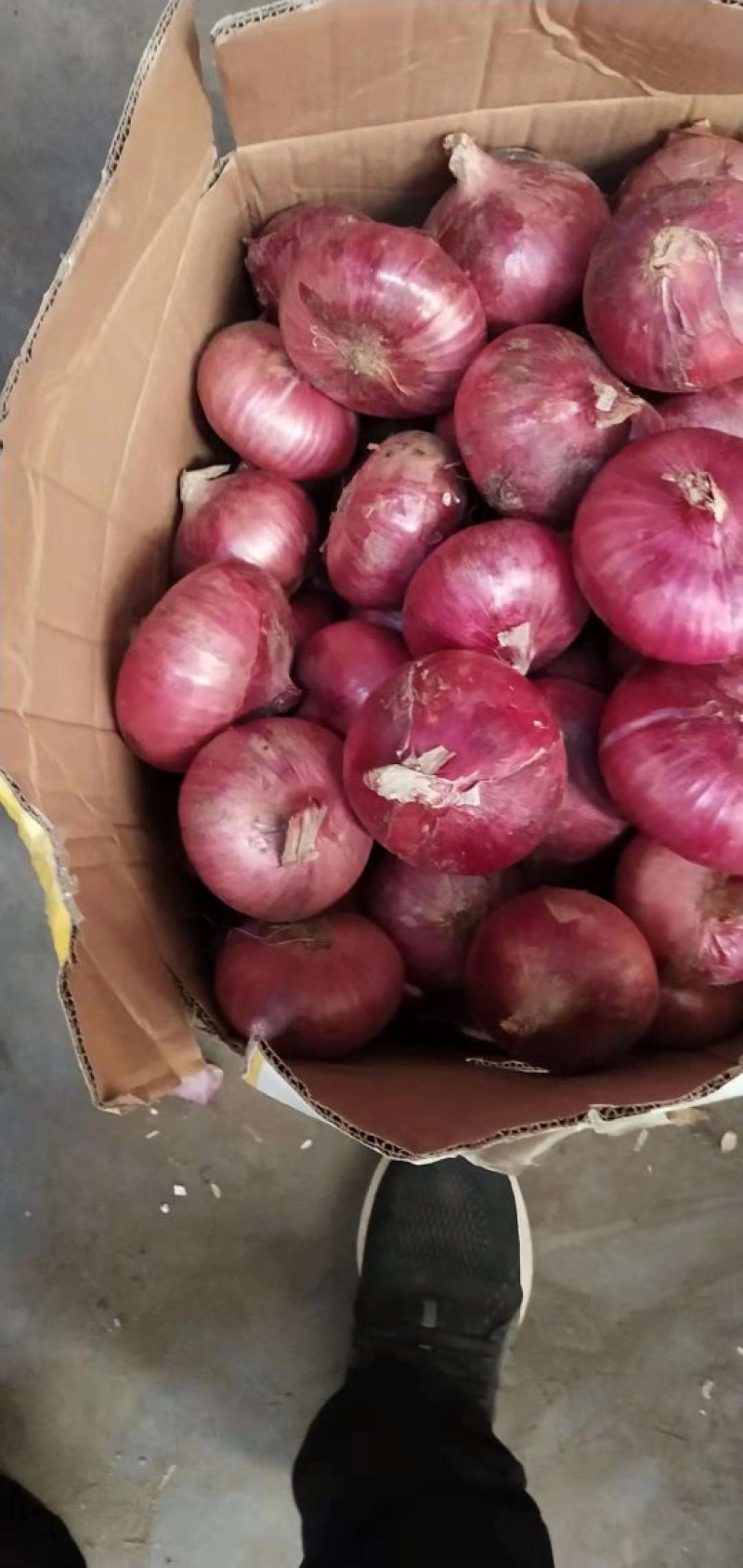 红洋葱各种规格品种，各种包装，精品翻包，超市直供