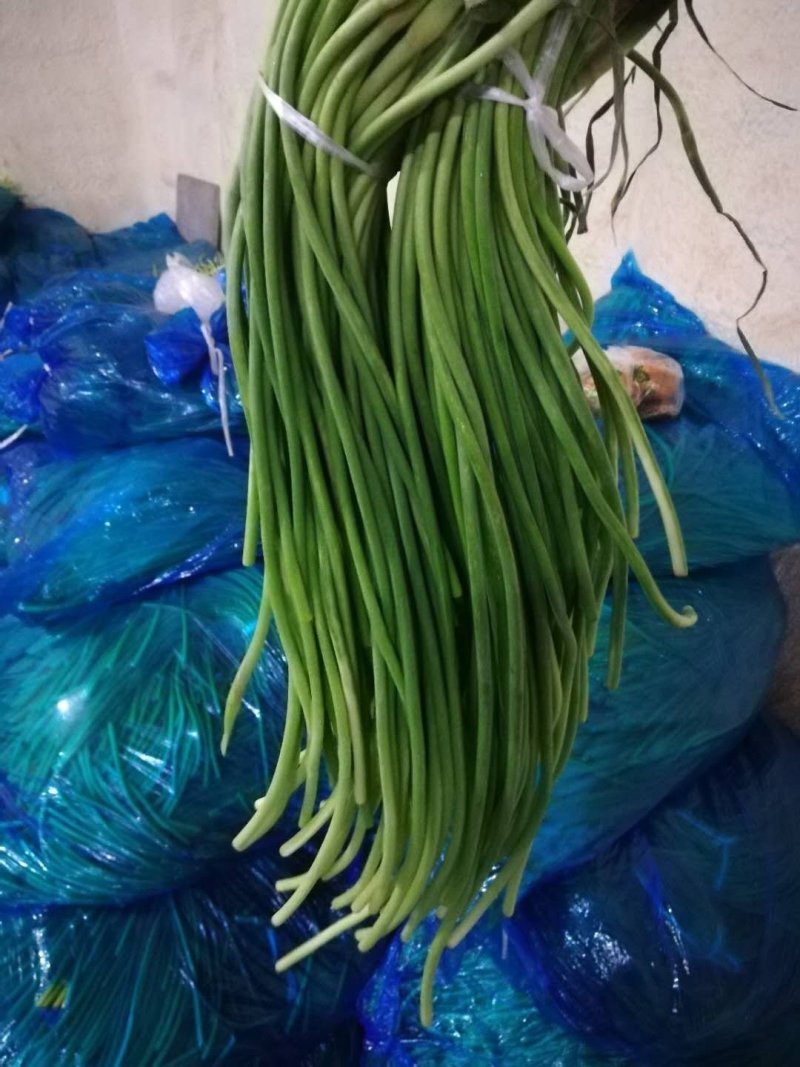 金乡蒜薹！冷库常年常年供应各类蒜苔！！！！！！！！！