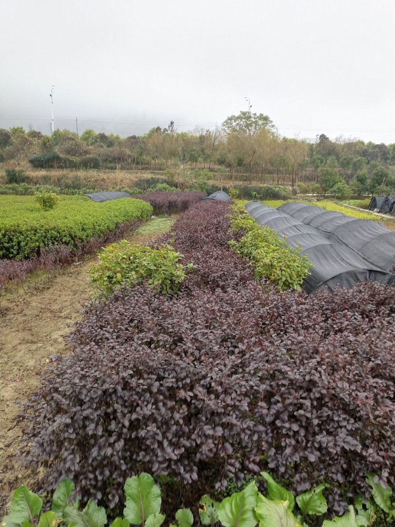 红花继木规格齐全现货速发质量保证价格实惠欢迎咨询