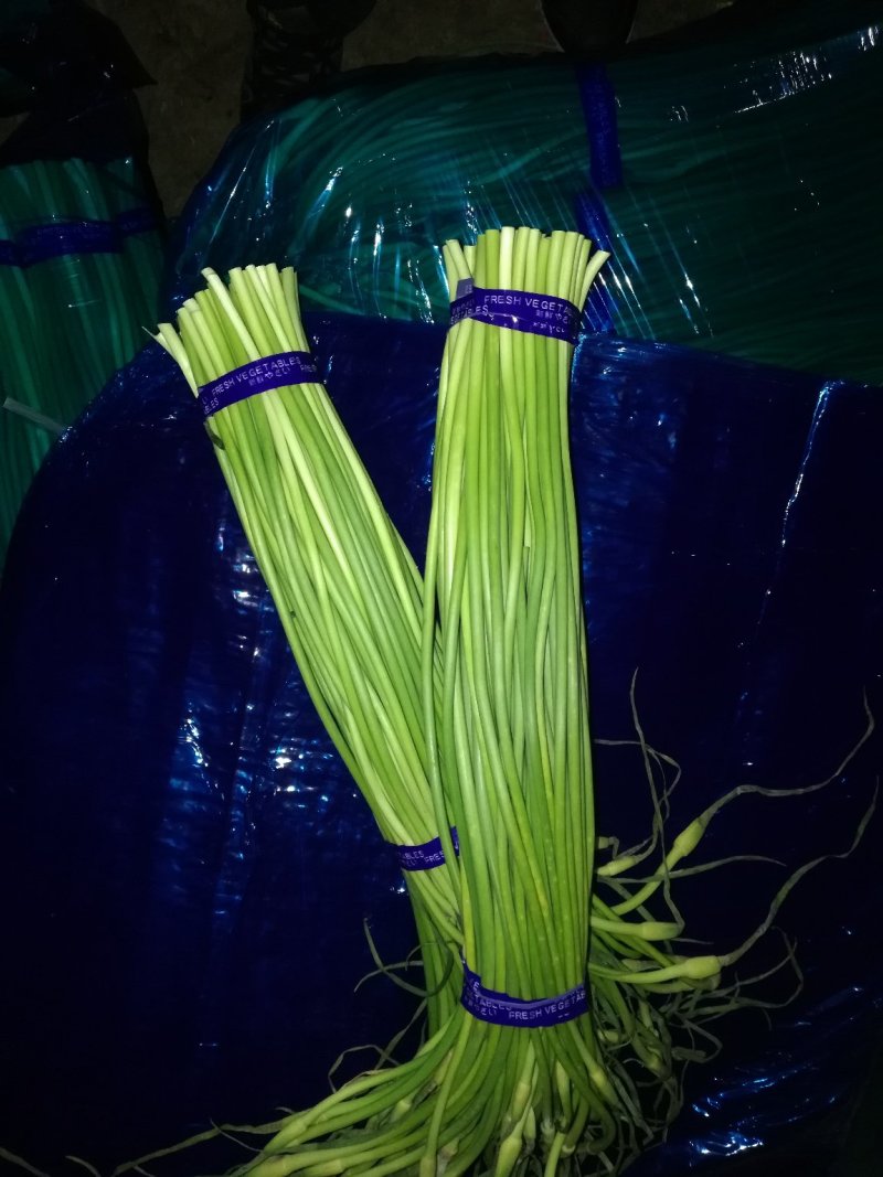 金乡蒜薹，红苞，白苞蒜薹超市精加工齐头，条长，颜色鲜艳