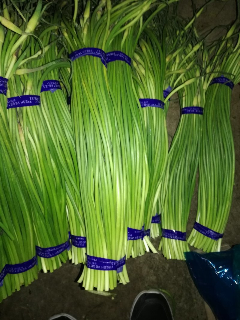 金乡蒜薹，红苞，白苞蒜薹超市精加工齐头，条长，颜色鲜艳