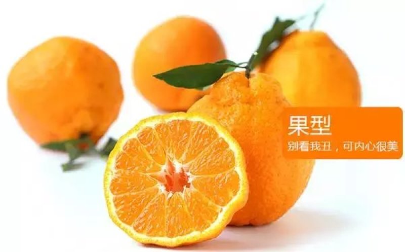 不知火也称为丑甘，65以上的果子，口感相当不错。