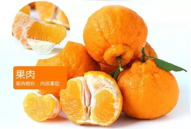 不知火也称为丑甘，65以上的果子，口感相当不错。