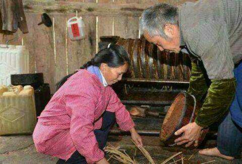 山茶油野生采摘保证正宗农民自己家的大量出批发