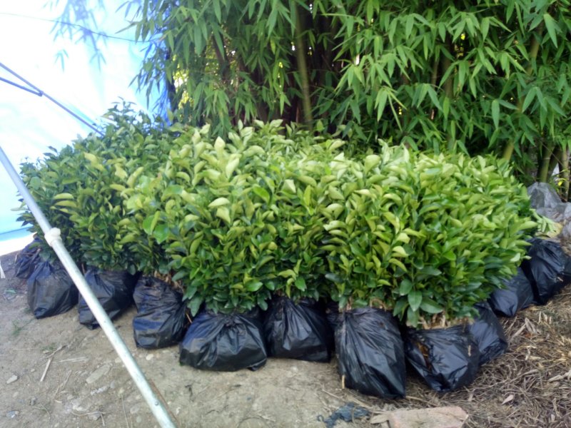 沙糖桔苗，杯苗，口感好，皮薄脆甜，现挖现发，免费包邮。