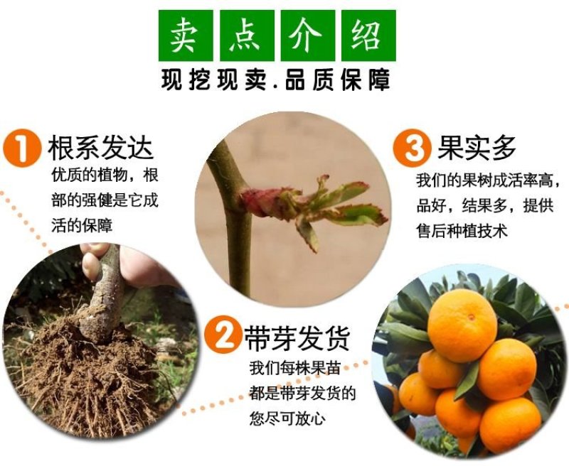 脆皮金桔沙糖桔蜜桔北方种植金钱橘脆甜可口