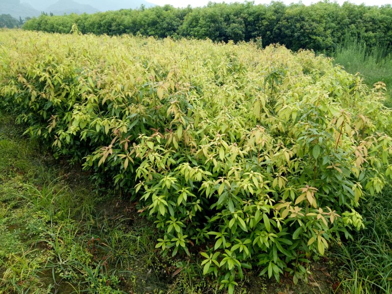 金丝楠木苗楠木树苗小叶桢楠苗金丝楠木