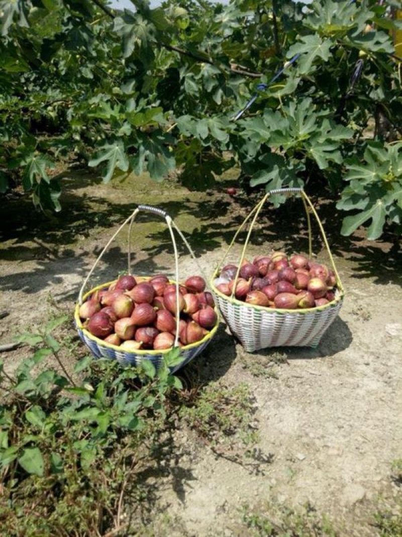 促销精品无花果苗3年苗买10棵赠1棵波姬红