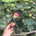 促销精品无花果苗3年苗买10棵赠1棵波姬红