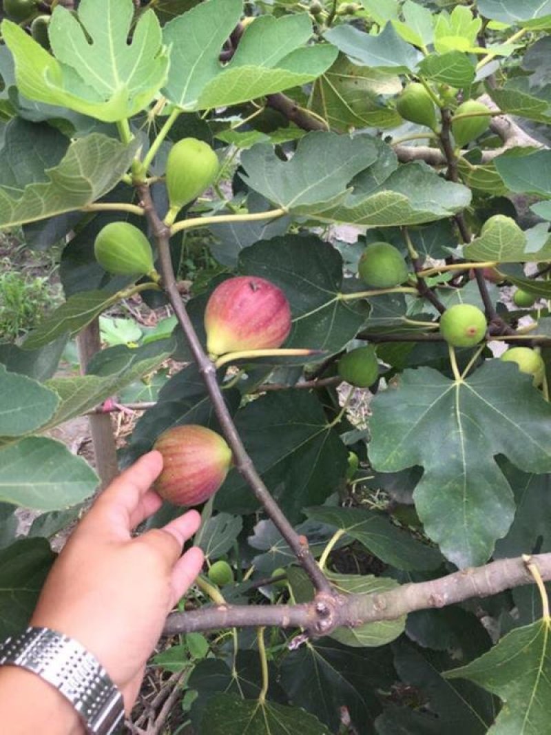 促销精品无花果苗3年苗买10棵赠1棵波姬红